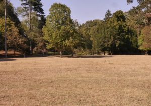 Investimento nella piantumazione di 23 mila nuove piante su 26 ettari