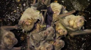 Nuovi coronavirus identificati nei pipistrelli in Spagna: uno potenzialmente pericoloso per gli esseri umani