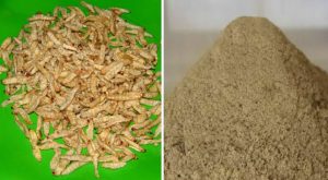 Autorizzazione dell’Unione Europea per l’utilizzo di farina di larve in prodotti da forno e latticini: scopri di cosa si tratta