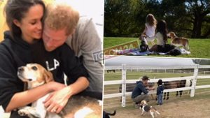 Meghan Markle dice addio al cane Guy sui social media