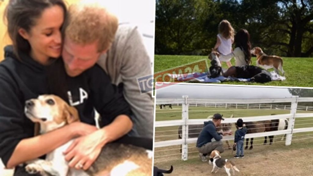 Meghan Markle piange la perdita del suo cane mentre i duchi di Sussex vengono evacuati dalla loro villa a Montecito a causa degli incendi forestali