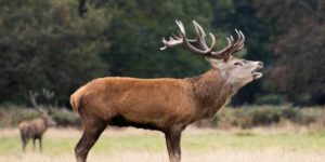 Perché ci sono sempre più casi di cervi zombie registrati negli Stati Uniti e in Canada?