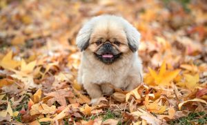 Orario di partenza di De Aliprandini e degli azzurri nello gigante di Schladming: numero di pettorale, programma e trasmissione televisiva