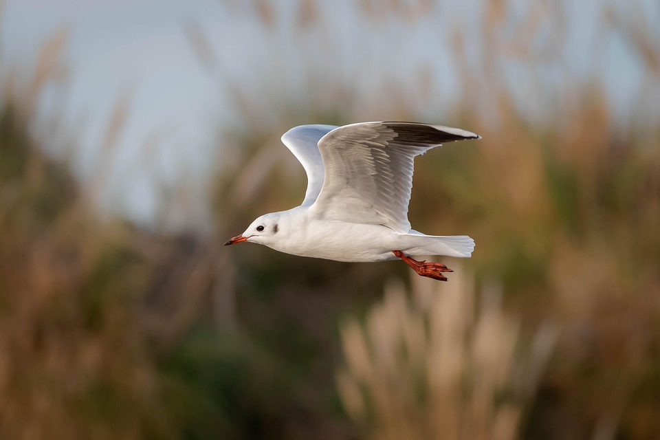 seagull-7991991_960_720.jpg
