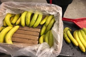 Scoperta Sottobanco: 24 kg di Cocaina Nascosti in un Carico di Banane a Vado Ligure