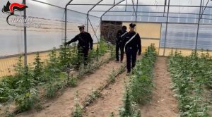 Operazione Anti-Droga: Due Arresti e Fabbrica Smantellata nel Reggino