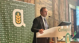 Oliva Taggiasca: Il Riconoscimento Igp Rivela il Valore della Liguria