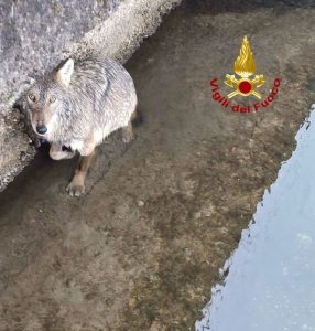 Lupo Intrappolato nel Naviglio: Intervento dei Vigili del Fuoco a Milano