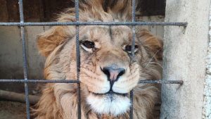 Un colpo di scena nel traffico di animali selvatici: oltre 20.000 animali sequestrati dalla polizia.