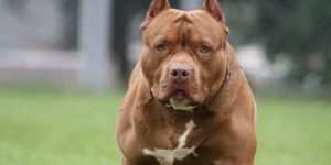 Tragedia ad Acerra: pitbull uccide Giulia, 9 mesi. Padre sconvolto dalla doppia versione degli eventi