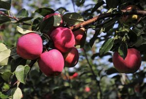 Sci alpino su TV: orari Mondiali combinata a squadre maschile, startlist e streaming