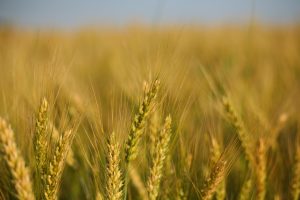 Guida ai programmi sportivi invernali in TV del sabato 8 febbraio: orari, programmi e streaming