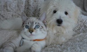 Test cane & gatto: li conosci davvero? Metti alla prova la tua conoscenza su amici a quattro zampe