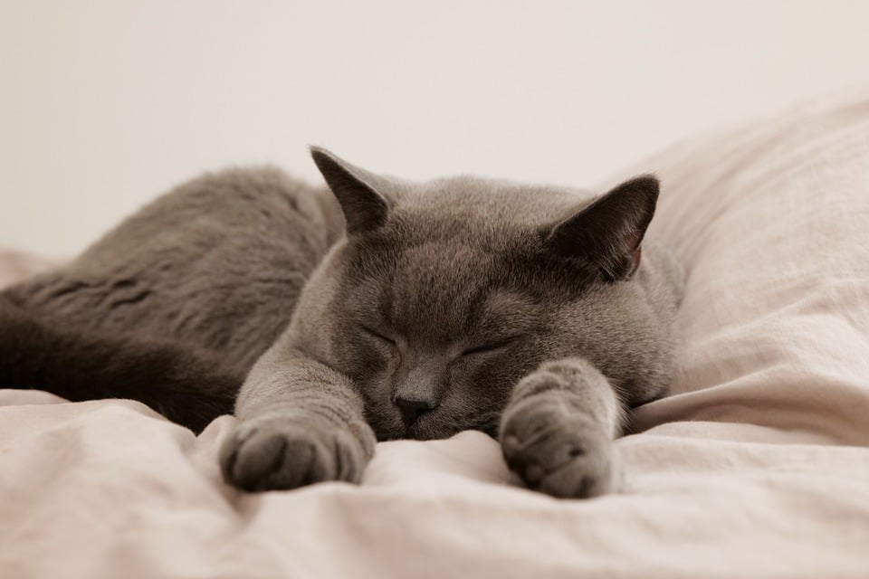 cat-7533717_960_720.jpg