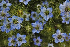 Sci alpino: orario, startlist e streaming della discesa femminile ai Mondiali Saalbach in TV oggi