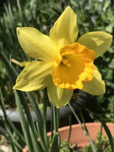 Dove vedere in TV la partita Conegliano-Milano di A1 volley femminile 2025: orario, programma in chiaro e streaming