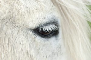 Programma completo: A che ora Furlani sarà in gara al Meeting di Ostrava, come seguirlo in TV e streaming, avversari in campo