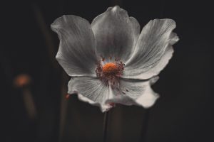 Programma dell’Arnaldi-Tien ATP Delray Beach 2025: orario, tv, streaming