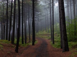 forest-954100_960_720.jpg
