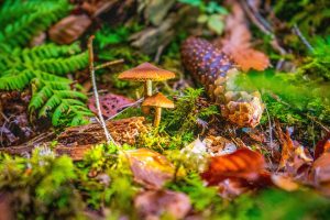 Dove guardare Italia-Galles oggi in tv: orario, programma e formazioni Sei Nazioni rugby 2025