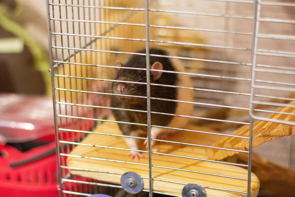 rat-5088740_960_720.jpg
