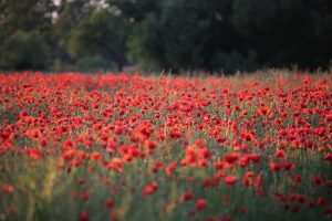 Orari, startlist e tabellone della prova di sci alpino in TV: discesa femminile e parallelo a squadre