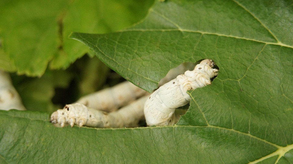 silkworm-3576503_960_720.jpg