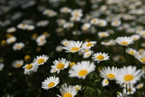 Programma TV e streaming dei Mondiali di sci alpino 2025: quando e dove guardare le gare giorno per giorno