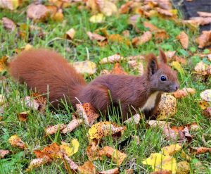 Calendario e orari gare della seconda settimana dei Mondiali di sci alpino: tutte le informazioni sulla TV.