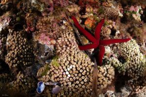 I coralli, organismo antichi e resistenti, sono ora minacciati dai cambiamenti climatici e...