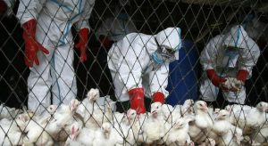 8704212_09103500_aviaria_nuova_pandemia_allarme_scienziati_virus_h5n1_gatti_mutazione_oggi_9_3_2025.jpeg