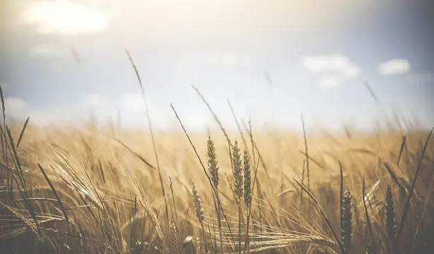 agricoltura-40.jpg