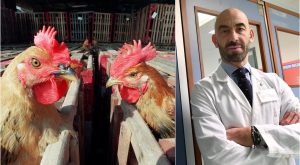 8780968_15165221_aviaria_allarme_polonia_bassetti_carne_di_pollo_rischi_italia.jpg