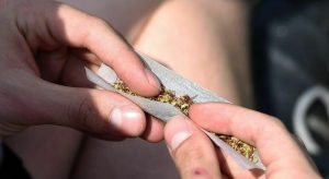 8781457_16061345_cannabis.jpg