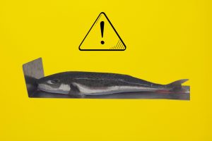 attenzione-allerta-pasce-palla-argenteo-Lagocephalus-sceleratus-2025-james-lee-YIy1cd3xN4w-unsplash.jpeg