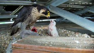 falco-lazio.jpg