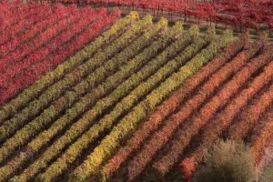 Investimenti dell'Emilia-Romagna per Promuovere i Vini nel Mercato Globale BOLOGNA (ITALPRESS)...