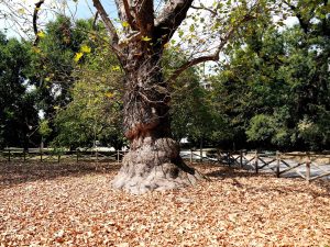 Albero-Monumentale-1.jpg