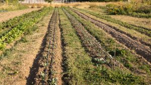Terreno-agricolo-1.jpg