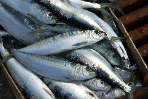 alici-sardine-iStock_000012842887_Small.jpg