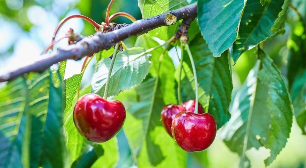 Caro clima: aumenti su pomodori, latte e altre derrate oltre le ciliegie a 20 euro.