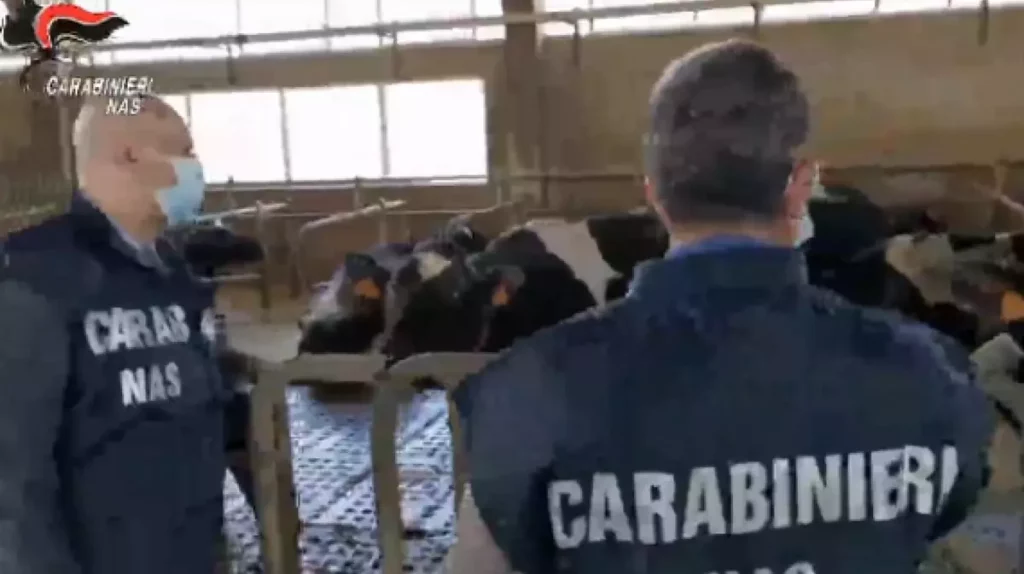 Ispezione del NAS rivela gravi carenze igienico-sanitarie in un allevamento nel Pavese.