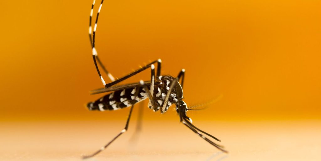 Chikungunya: epidemia in Francia e primo contagio registrato in Italia. Preoccupazione in aumento.