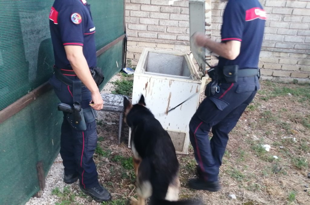 Operazione Contro lo Spaccio di Droga a Velletri VELLETRI (ROMA) – Nelle prime ore del mattino, i...