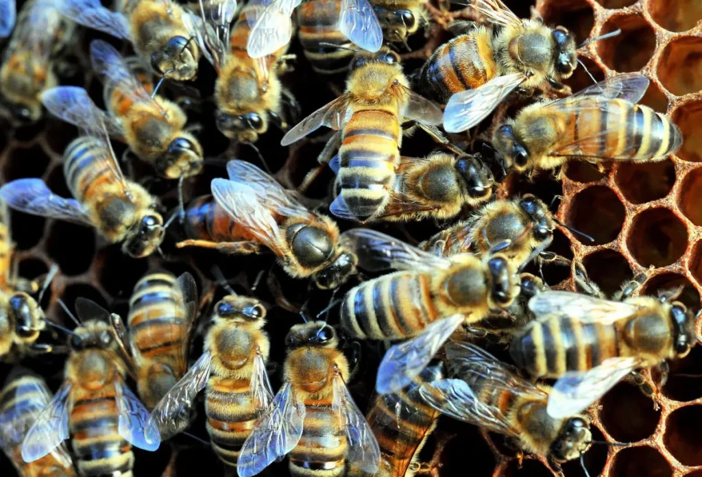 Bando per apicoltura in Veneto: Caner sottolinea importanza ecologica delle api.