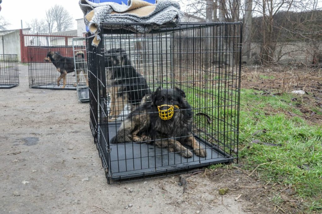Situazione dei Cani Randagi a Kherson e Gli Incidenti in Italia La Lotta per la Salvezza degli...