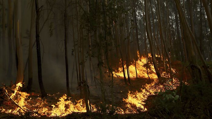 Incendi in Portogallo: lo Stato di Allerta Prolungato Il governo portoghese ha deciso di estendere...