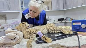 Dieci cuccioli di ghepardo salvati dal traffico illegale di animali selvatici in Somaliland.