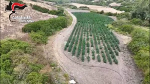 Piantagione di marijuana a Oristano: otto persone arrestate in operazione antidroga.