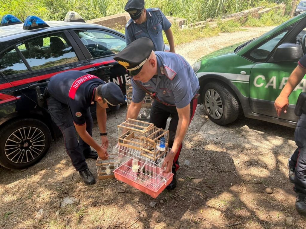 Cardellini in gabbia: uomo denunciato nel Reggino per maltrattamento di animali.